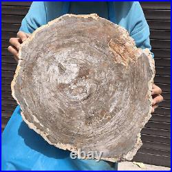 27.32LB Natural Petrified Wood Fossil Crystal Polished Slice