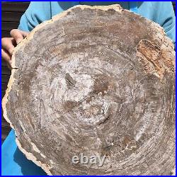 27.32LB Natural Petrified Wood Fossil Crystal Polished Slice Madagascar 44