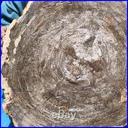 27.32LB Natural Petrified Wood Fossil Crystal Polished Slice Madagascar 44