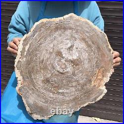 27.32LB Natural Petrified Wood Fossil Crystal Polished Slice Madagascar 44