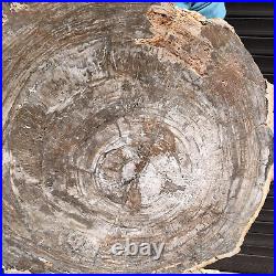 27.32LB Natural Petrified Wood Fossil Crystal Polished Slices Healing HH44