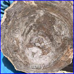 27.32LB Natural Petrified Wood Slice Real Authentic Piece History Fossil 2609