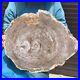 27_32LB_Natural_Petrified_Wood_Slice_Real_Authentic_Piece_History_Fossil_44_01_vrf