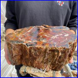 27.4lb Rare Natural petrified wood rough Wood fossil mineral specimen healing 27.4lb Rare Natural petrified wood rough Wood fossil mineral specimen healing