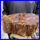 27_4lb_Rare_Natural_petrified_wood_rough_Wood_fossil_mineral_specimen_healing_01_qiuq