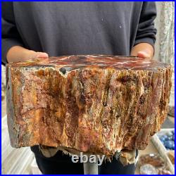 27.4lb Rare Natural petrified wood rough Wood fossil mineral specimen healing 27.4lb Rare Natural petrified wood rough Wood fossil mineral specimen healing