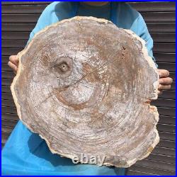 27.67LB Natural Petrified Wood Fossil Crystal Polished Slice Madagascar 2600