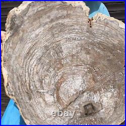 27.67LB Natural Petrified Wood Fossil Crystal Polished Slice Madagascar 35
