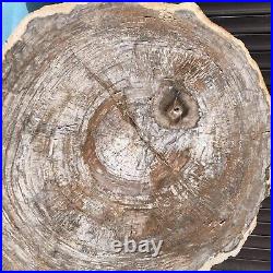 27.67LB Natural Petrified Wood Fossil Crystal Polished Slice Madagascar 35