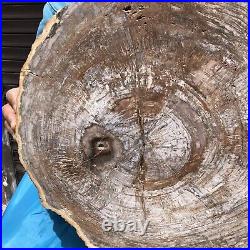 27.67LB Natural Petrified Wood Fossil Crystal Polished Slice Madagascar 35