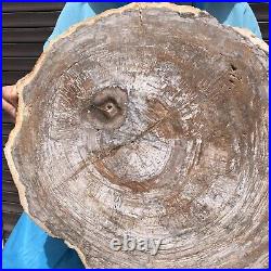 27.67LB Natural Petrified Wood Fossil Crystal Polished Slice Madagascar 35