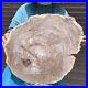 27_67LB_Natural_Petrified_Wood_Slice_Real_Authentic_Piece_History_Fossil_2600_01_us