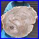 27_67LB_Natural_Petrified_Wood_Slice_Real_Authentic_Piece_History_Fossil_35_01_zm