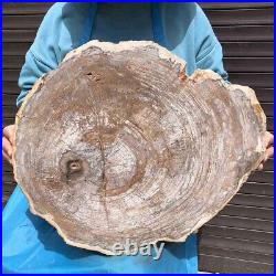 27.67LB Natural petrified wood fossil crystal polished slice Madagascar35