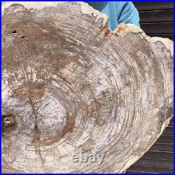 27.67LB Natural petrified wood fossil crystal polished slice Madagascar35