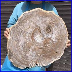 27.67LB Natural petrified wood fossil crystal polished slice Madagascar35