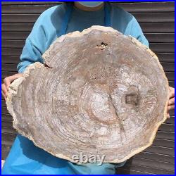 27.67LB Natural petrified wood fossil crystal polished slice Madagascar35