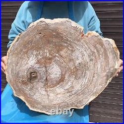 27.67LB Natural petrified wood fossil crystal polished slice Madagascar 35