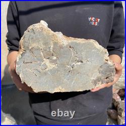 27.8lb Rare Natural petrified wood rough Wood fossil mineral specimen healing 27.8lb Rare Natural petrified wood rough Wood fossil mineral specimen healing