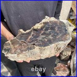 27.8lb Rare Natural petrified wood rough Wood fossil mineral specimen healing 27.8lb Rare Natural petrified wood rough Wood fossil mineral specimen healing