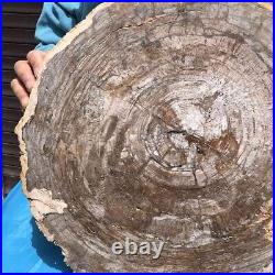 27.94LB Natural Petrified Wood Fossil Crystal Polished Slice Madagascar 2584