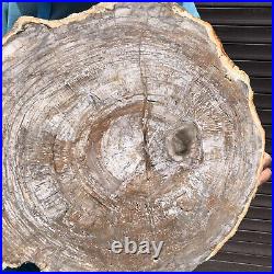 28.2LB Natural petrified wood fossil crystal polished Madagascar
