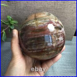 2.2kg Natural Petrified Wood Sphere Fossil Agate Quartz Crystal Egg Madagascar