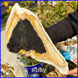 2.36LB Large Natural Petrified Wood Crystal Fossil Slice Shape Healing Specimen 2.36LB Large Natural Petrified Wood Crystal Fossil Slice Shape Healing Specimen