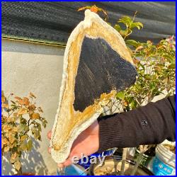 2.36LB Large Natural Petrified Wood Crystal Fossil Slice Shape Healing Specimen 2.36LB Large Natural Petrified Wood Crystal Fossil Slice Shape Healing Specimen