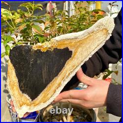 2.36LB Large Natural Petrified Wood Crystal Fossil Slice Shape Healing Specimen 2.36LB Large Natural Petrified Wood Crystal Fossil Slice Shape Healing Specimen