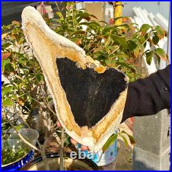 2.36LB Large Natural Petrified Wood Crystal Fossil Slice Shape Healing Specimen 2.36LB Large Natural Petrified Wood Crystal Fossil Slice Shape Healing Specimen