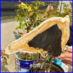 2.36LB Large Natural Petrified Wood Crystal Fossil Slice Shape Healing Specimen 2.36LB Large Natural Petrified Wood Crystal Fossil Slice Shape Healing Specimen