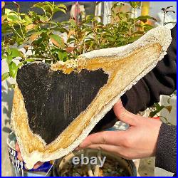 2.36LB Large Natural Petrified Wood Crystal Fossil Slice Shape Healing Specimen 2.36LB Large Natural Petrified Wood Crystal Fossil Slice Shape Healing Specimen