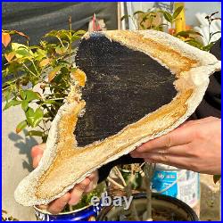 2.36LB Large Natural Petrified Wood Crystal Fossil Slice Shape Healing Specimen 2.36LB Large Natural Petrified Wood Crystal Fossil Slice Shape Healing Specimen