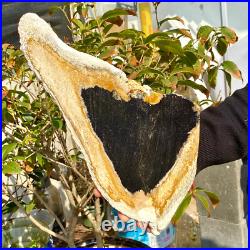 2.36LB Large Natural Petrified Wood Crystal Fossil Slice Shape Healing Specimen 2.36LB Large Natural Petrified Wood Crystal Fossil Slice Shape Healing Specimen