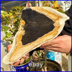2.36LB Large Natural Petrified Wood Crystal Fossil Slice Shape Healing Specimen 2.36LB Large Natural Petrified Wood Crystal Fossil Slice Shape Healing Specimen