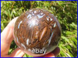 2.6 Petrified Paleo Osmunda Sphere Rare Fossil Ball Queensland Australia