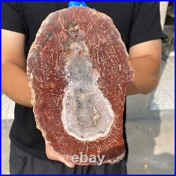 2.8lb Natural Petrified Wood Fossil Crystal Rough Slice From Madagascar