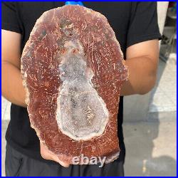 2.8lb Natural Petrified Wood Fossil Crystal Rough Slice From Madagascar