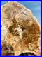 2_9lb_Beautiful_specimens_of_natural_Petrified_Wood_fossils_from_Madagascar_01_hzg