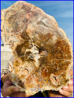 2.9lb Beautiful specimens of natural Petrified Wood fossils from Madagascar 2.9lb Beautiful specimens of natural Petrified Wood fossils from Madagascar