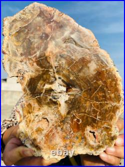 2.9lb Beautiful specimens of natural Petrified Wood fossils from Madagascar 2.9lb Beautiful specimens of natural Petrified Wood fossils from Madagascar