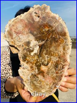 2.9lb Beautiful specimens of natural Petrified Wood fossils from Madagascar 2.9lb Beautiful specimens of natural Petrified Wood fossils from Madagascar