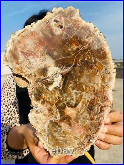 2.9lb Beautiful specimens of natural Petrified Wood fossils from Madagascar 2.9lb Beautiful specimens of natural Petrified Wood fossils from Madagascar