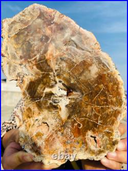 2.9lb Beautiful specimens of natural Petrified Wood fossils from Madagascar 2.9lb Beautiful specimens of natural Petrified Wood fossils from Madagascar