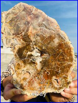 2.9lb Beautiful specimens of natural Petrified Wood fossils from Madagascar 2.9lb Beautiful specimens of natural Petrified Wood fossils from Madagascar