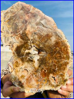 2.9lb Beautiful specimens of natural Petrified Wood fossils from Madagascar 2.9lb Beautiful specimens of natural Petrified Wood fossils from Madagascar