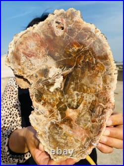 2.9lb Beautiful specimens of natural Petrified Wood fossils from Madagascar 2.9lb Beautiful specimens of natural Petrified Wood fossils from Madagascar