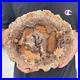 2_9lb_Rare_Natural_petrified_wood_rough_Wood_fossil_mineral_specimen_healing_01_ado