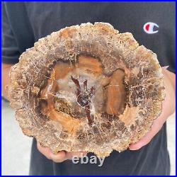 2.9lb Rare Natural petrified wood rough Wood fossil mineral specimen healing